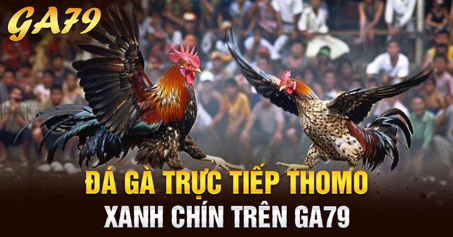 Đá gà trực tiếp Thomo xanh chín trên Ga79